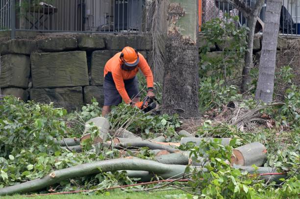 How Our Tree Care Process Works  in  Balmville, NY